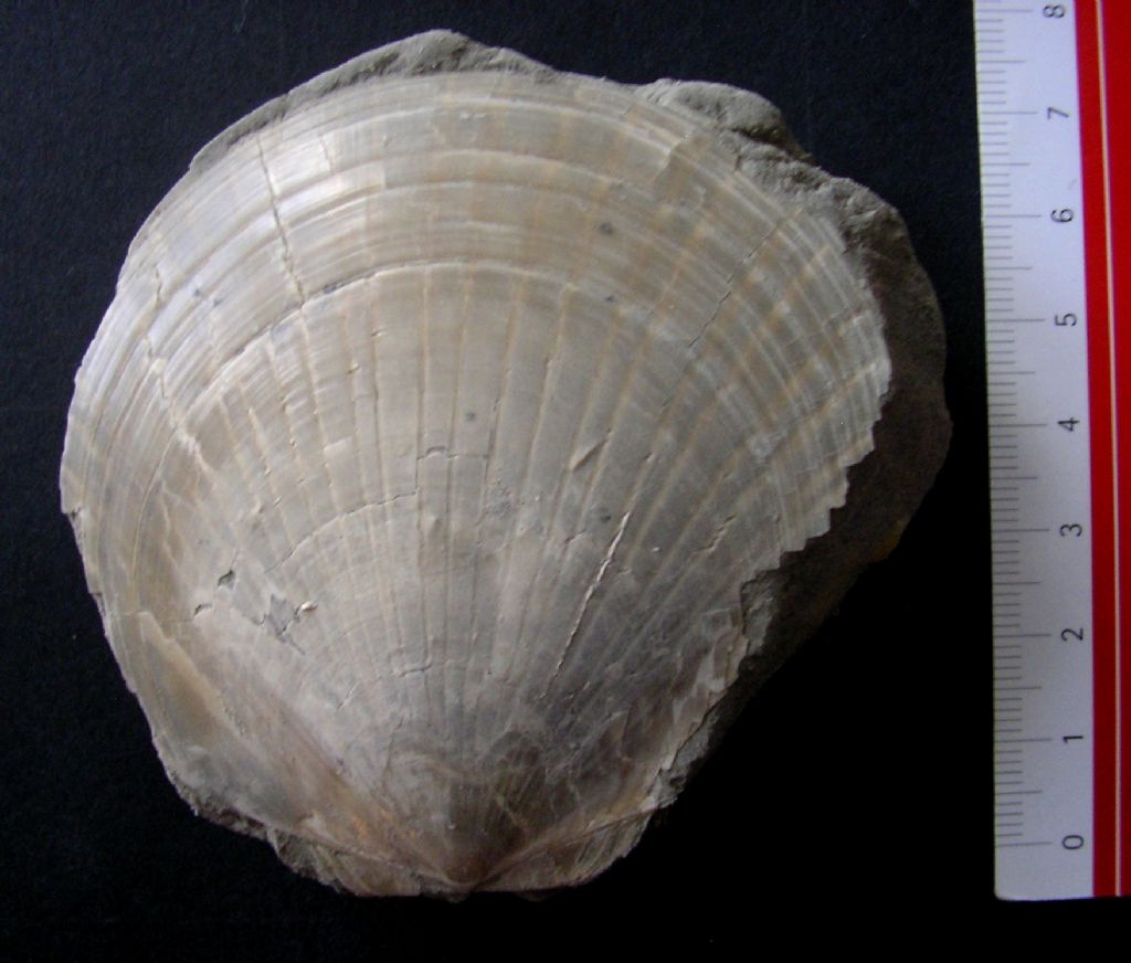 dal Pliocene laziale bivalve